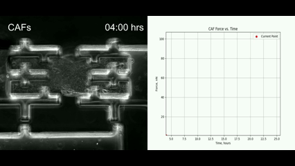 CAF force timelapse